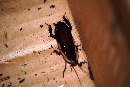 Блаттофобия или боязнь тараканов