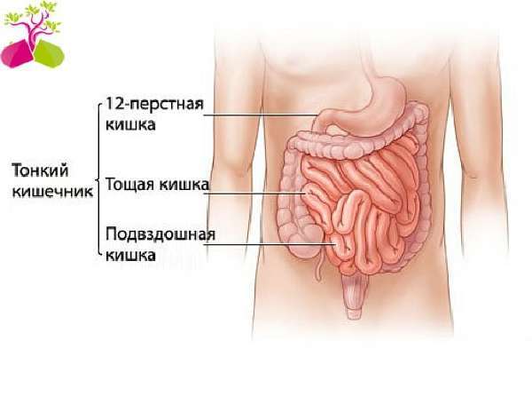 Боль в желудке: причины возникновения, диагностика, характер боли в желудке и методы лечения