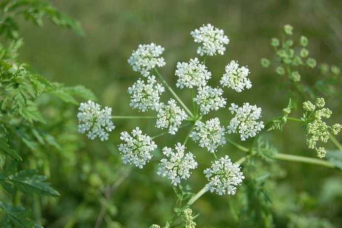 Болиголов – лечебные свойства и противопоказания настойки болиголова, отвара, масла