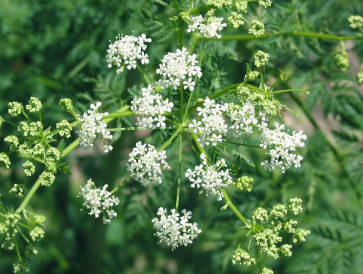 Болиголов – лечебные свойства и противопоказания настойки болиголова, отвара, масла