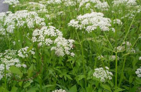Болиголов – лечебные свойства и противопоказания настойки болиголова, отвара, масла
