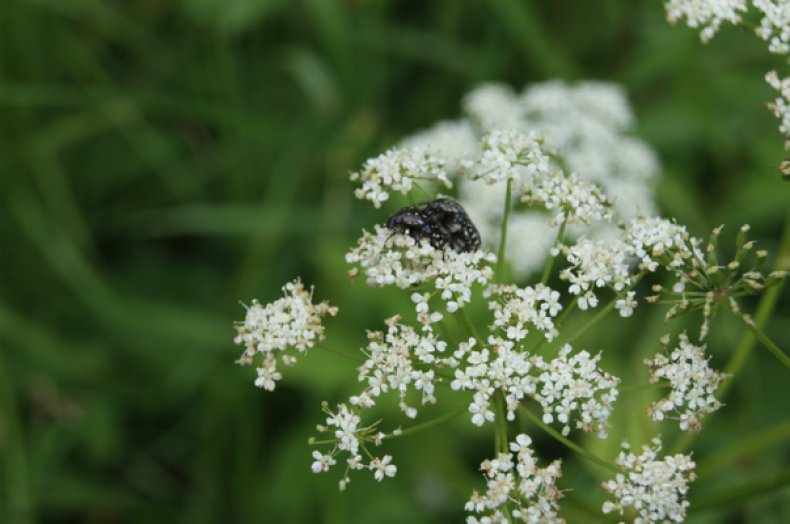 Болиголов – лечебные свойства и противопоказания настойки болиголова, отвара, масла