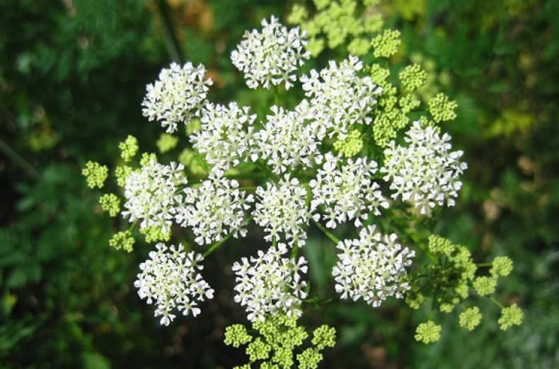 Болиголов – лечебные свойства и противопоказания настойки болиголова, отвара, масла
