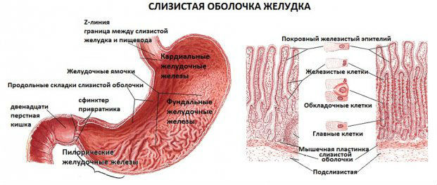 Болит желудок при остром эрозивном гастрите, что делать?