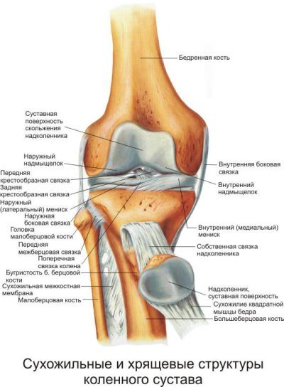 Болят колени: что делать, причины боли в колене при сгибании, при ходьбе