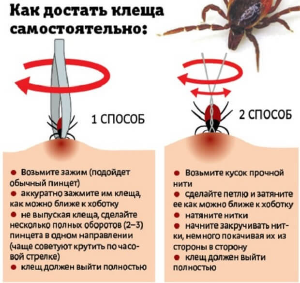 Боррелиоз, симптомы клещевой болезни лайма, последствия у взрослых