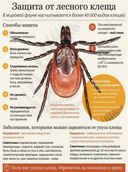 Боррелиоз, симптомы клещевой болезни лайма, последствия у взрослых