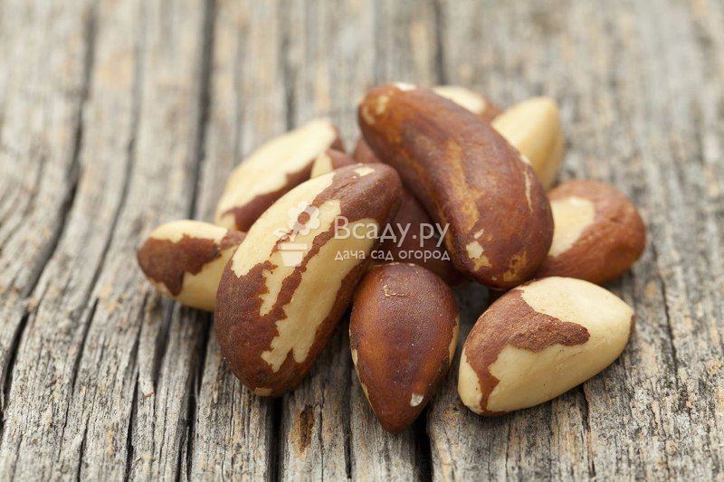 Бразильский орех — польза и вред, полезные свойства для женщин и мужчин