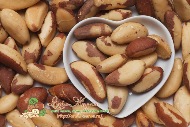Бразильский орех — польза и вред, полезные свойства для женщин и мужчин