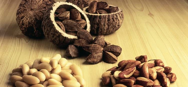 Бразильский орех — польза и вред, полезные свойства для женщин и мужчин