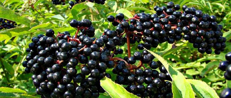 Бузина черная &mdash; лечебные свойства и противопоказания ягод, цветов, как приготовить сироп