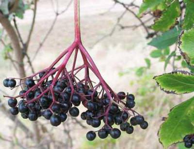 Бузина черная &mdash; лечебные свойства и противопоказания ягод, цветов, как приготовить сироп