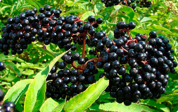 Бузина черная &mdash; лечебные свойства и противопоказания ягод, цветов, как приготовить сироп