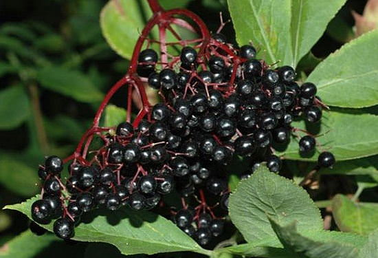 Бузина черная &mdash; лечебные свойства и противопоказания ягод, цветов, как приготовить сироп