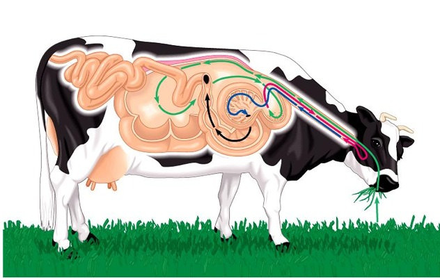 Быть или не быть вегетарианцем