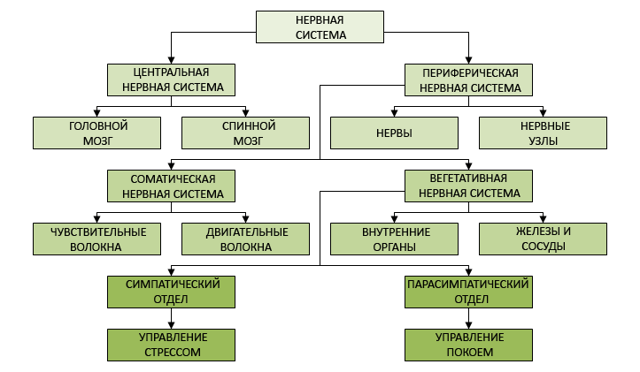 Центральная нервная система человека, функции и строение, из чего состоит