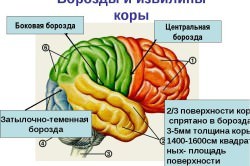 Центральная нервная система человека, функции и строение, из чего состоит