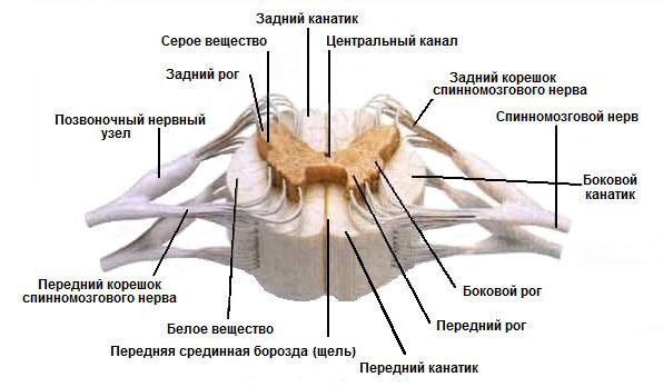 Центральная нервная система человека, функции и строение, из чего состоит