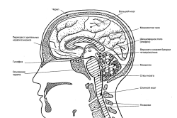 Центральная нервная система человека, функции и строение, из чего состоит