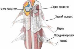 Центральная нервная система человека, функции и строение, из чего состоит