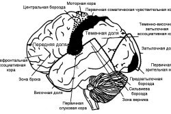 Центральная нервная система человека, функции и строение, из чего состоит