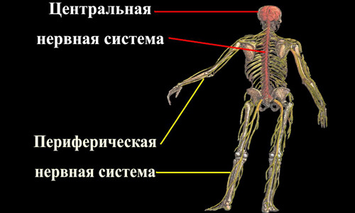 Центральная нервная система человека, функции и строение, из чего состоит