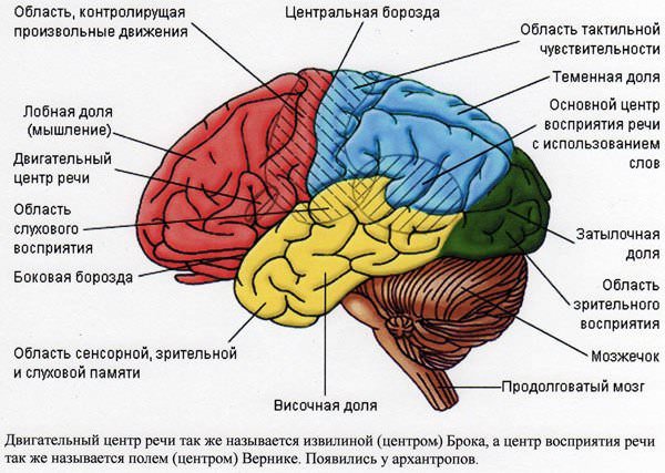 Центральная нервная система человека, функции и строение, из чего состоит