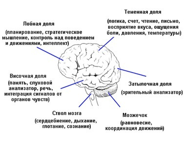 Центральная нервная система человека, функции и строение, из чего состоит