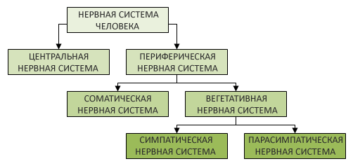 Центральная нервная система человека, функции и строение, из чего состоит