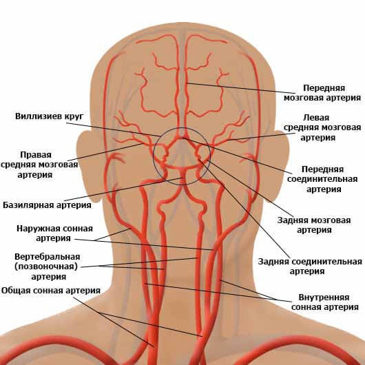 Церебральный склероз головного мозга, симптомы патологии