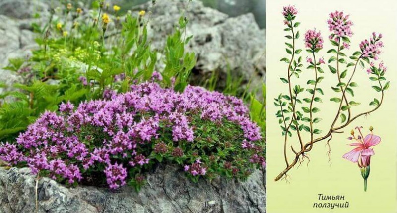 Чабрец — лечебные свойства и противопоказания тимьяна, чай с чабрецом