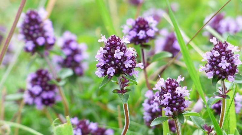 Чабрец — лечебные свойства и противопоказания тимьяна, чай с чабрецом