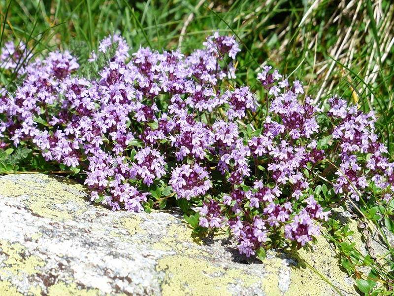 Чабрец — лечебные свойства и противопоказания тимьяна, чай с чабрецом