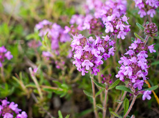 Чабрец — лечебные свойства и противопоказания тимьяна, чай с чабрецом