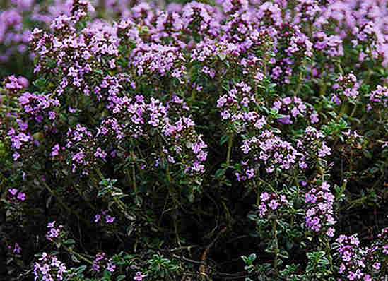 Чабрец — лечебные свойства и противопоказания тимьяна, чай с чабрецом