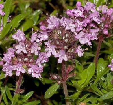 Чабрец — лечебные свойства и противопоказания тимьяна, чай с чабрецом