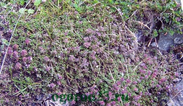 Чабрец — лечебные свойства и противопоказания тимьяна, чай с чабрецом