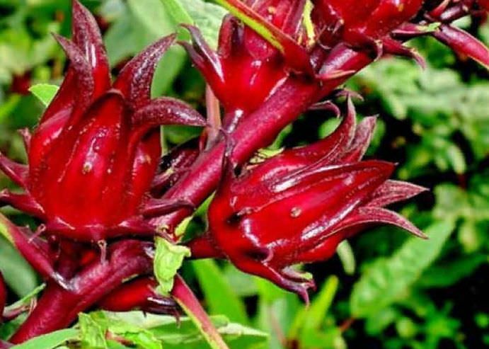 Чай каркаде — польза и вред, влияние на давление гибискуса