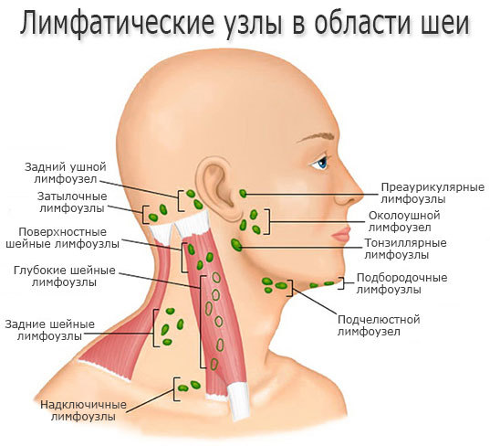 Часто увеличиваются лимфоузлы, с чем это связано?