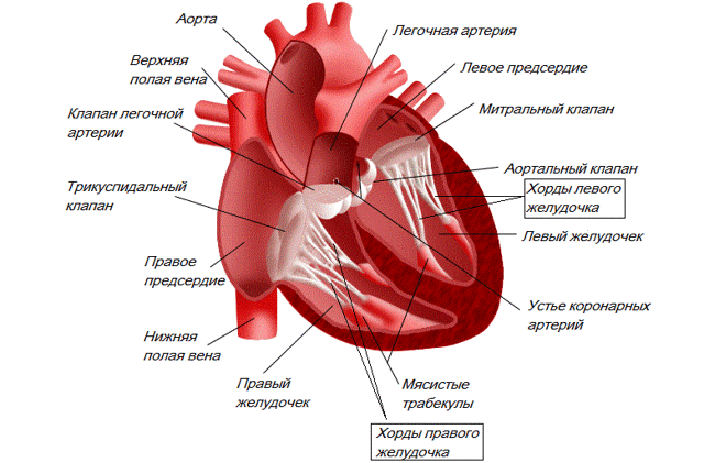 Чем опасна дополнительная хорда в сердце