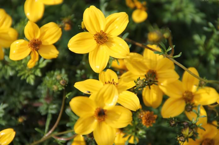 Череда — лечебные свойства и противопоказания, применение для купания новорожденных