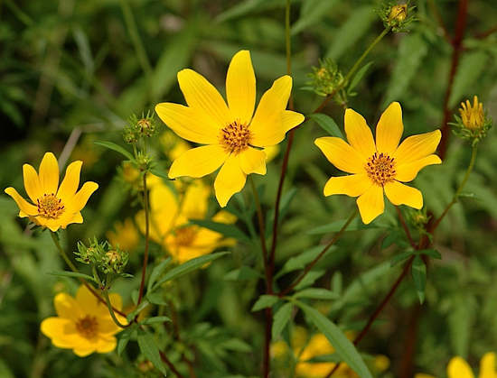 Череда — лечебные свойства и противопоказания, применение для купания новорожденных