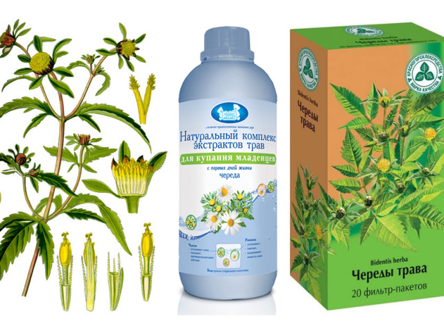 Череда — лечебные свойства и противопоказания, применение для купания новорожденных