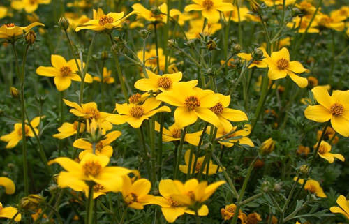 Череда — лечебные свойства и противопоказания, применение для купания новорожденных