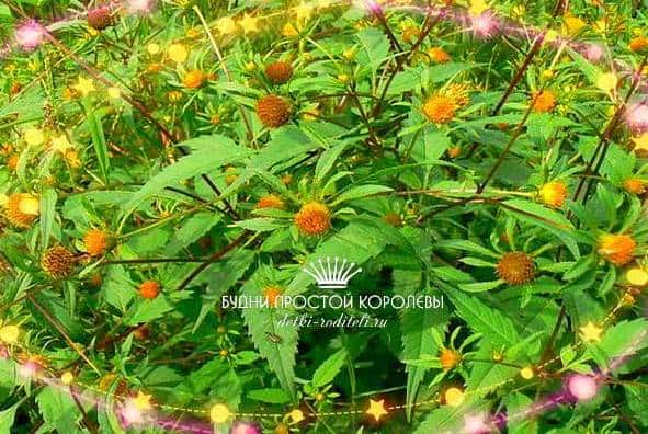 Череда — лечебные свойства и противопоказания, применение для купания новорожденных