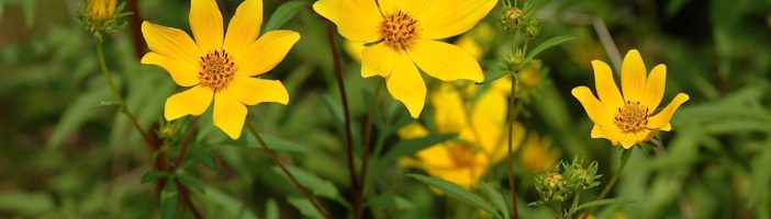 Череда — лечебные свойства и противопоказания, применение для купания новорожденных