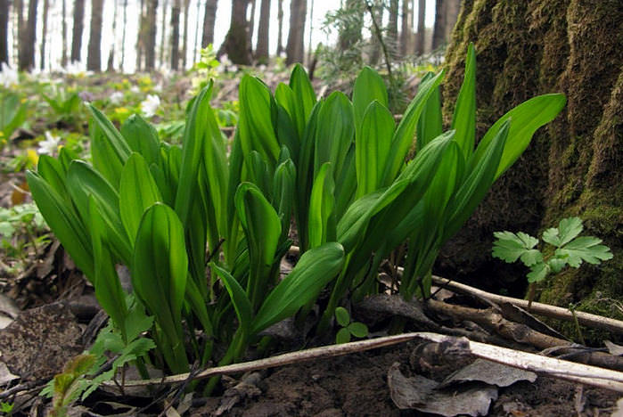 Черемша: полезные свойства и противопоказания медвежьего лука, первой весенней зелени