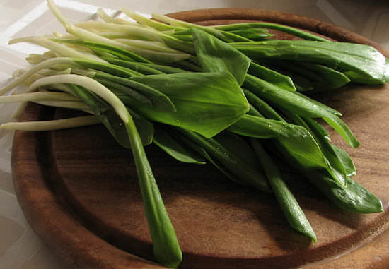 Черемша: полезные свойства и противопоказания медвежьего лука, первой весенней зелени