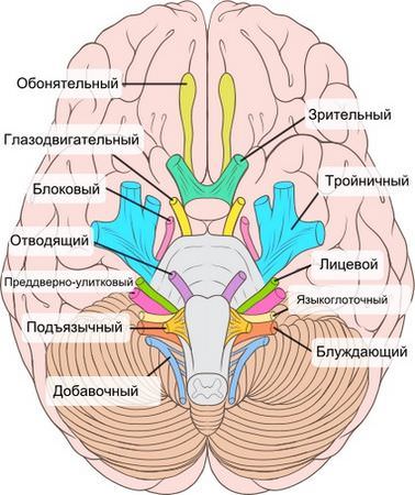 Черепные нервы 12 пар, анатомия и функции, заболевания