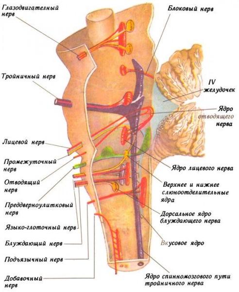 Черепные нервы 12 пар, анатомия и функции, заболевания